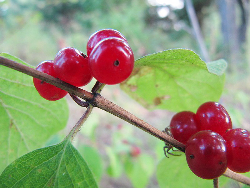 Image of Lonicera xylosteum specimen.