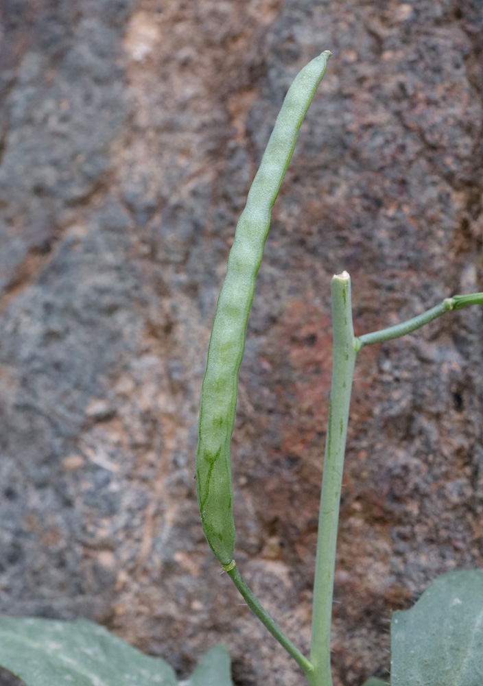 Image of Leiospora beketovii specimen.