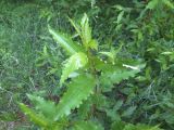 Populus laurifolia