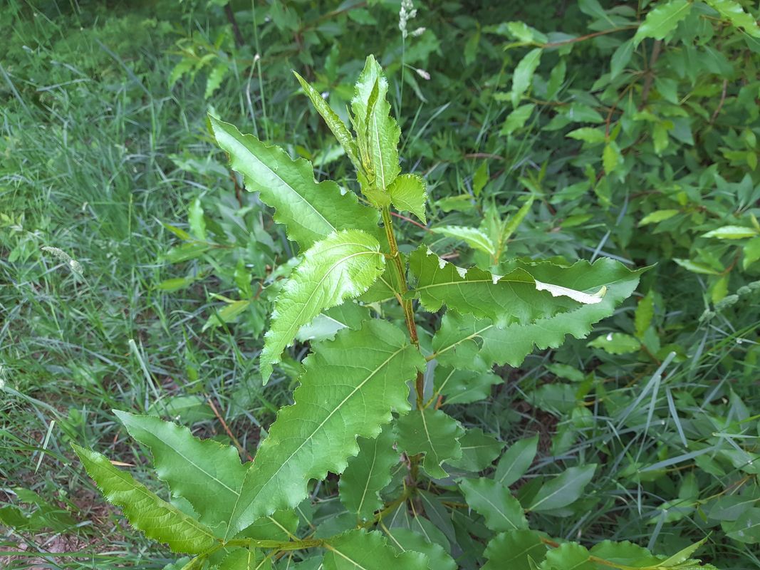 Image of Populus laurifolia specimen.