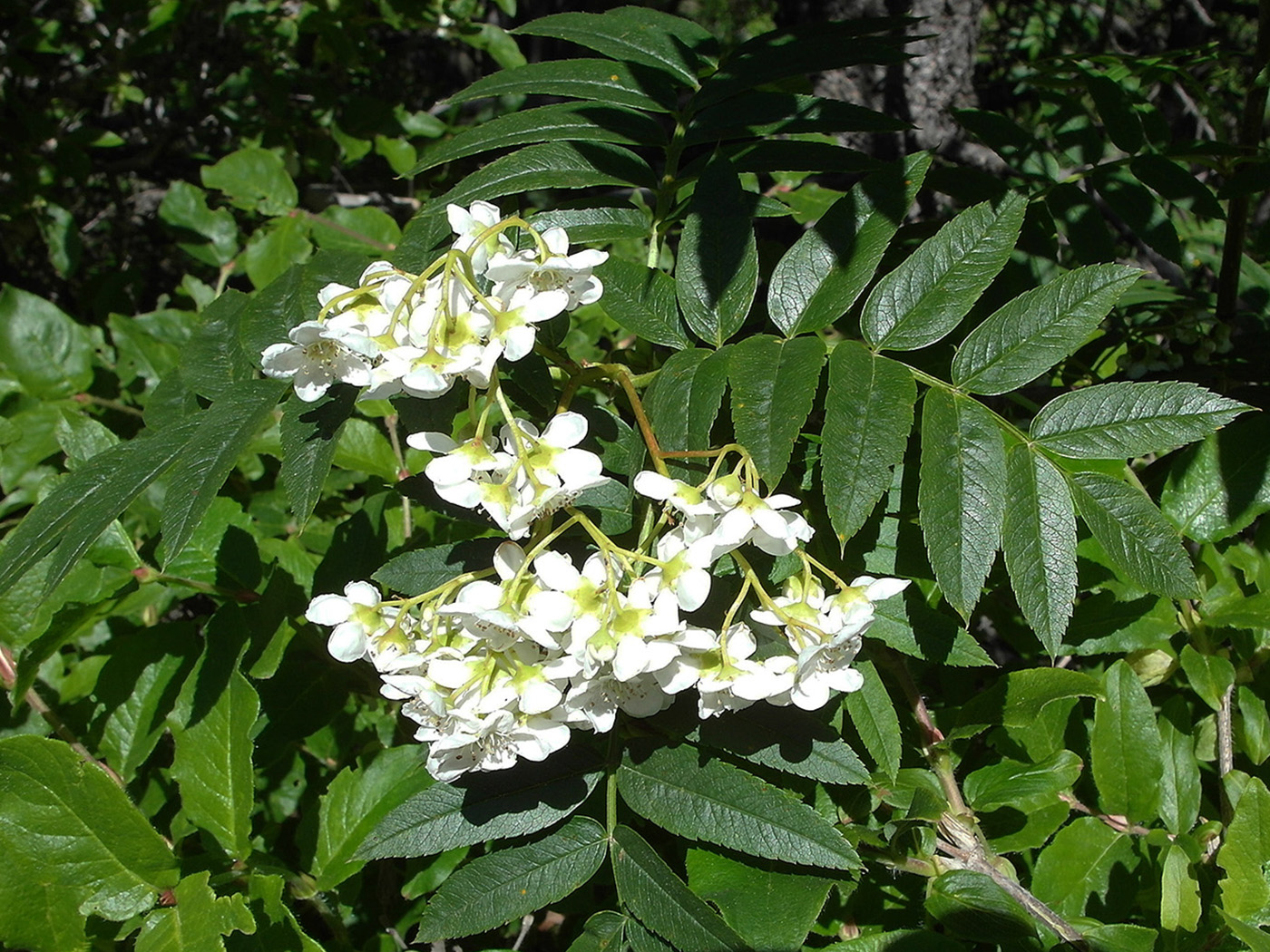 Image of Sorbus tianschanica specimen.