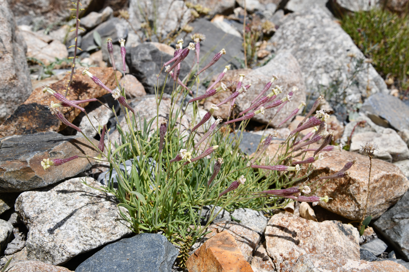 Image of Silene guntensis specimen.