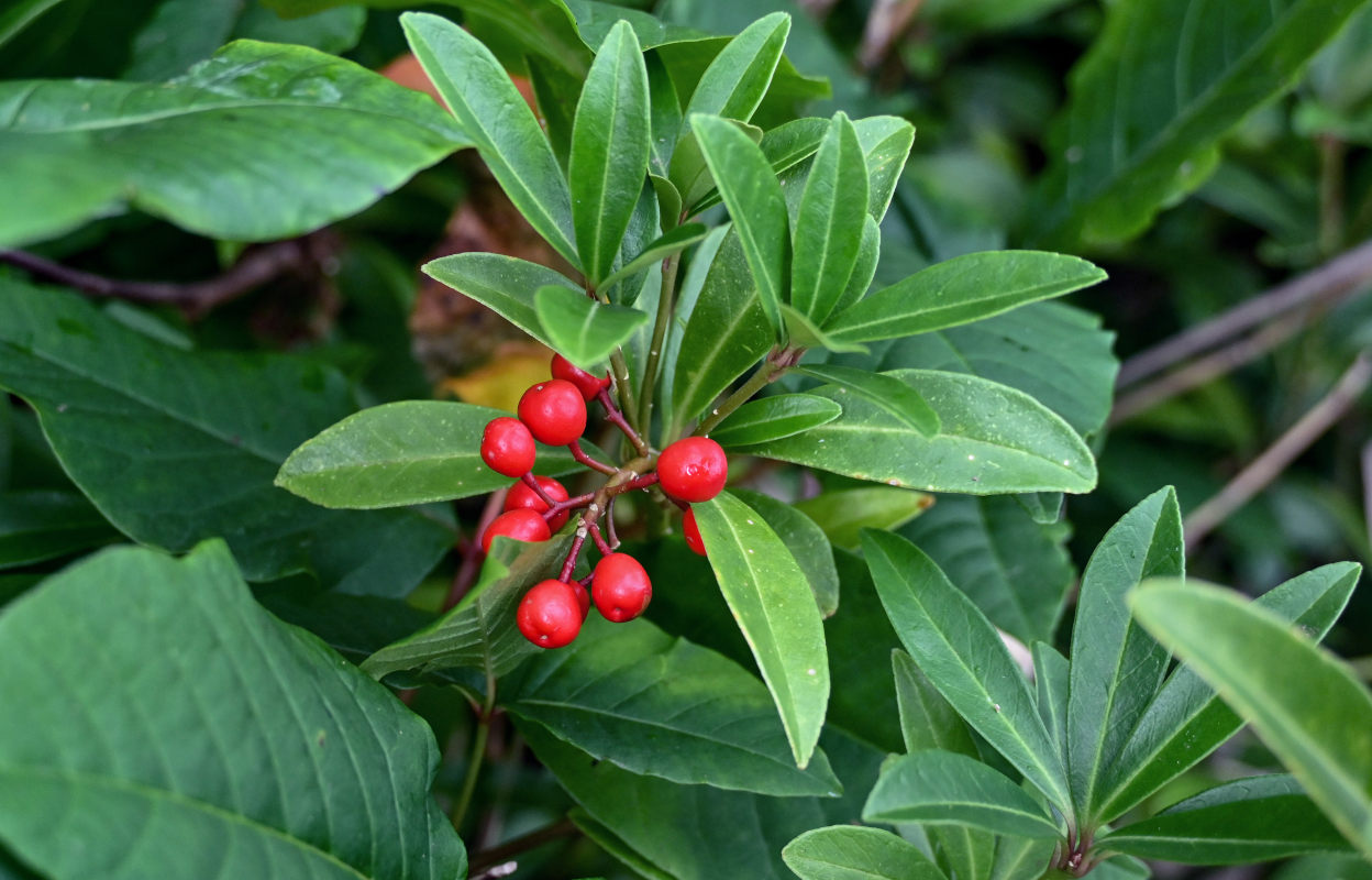 Изображение особи Skimmia repens.