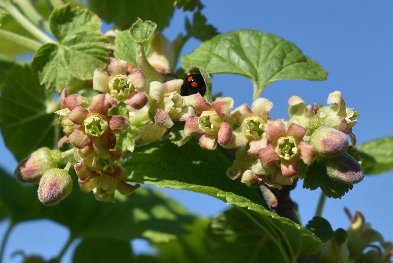 Изображение особи Ribes nigrum.