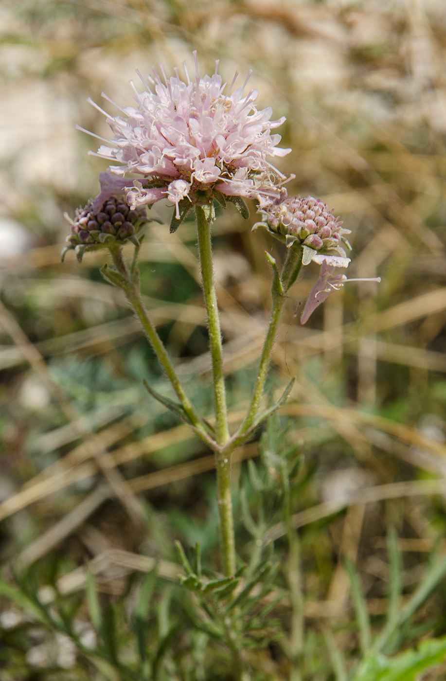 Image of Lomelosia isetensis specimen.