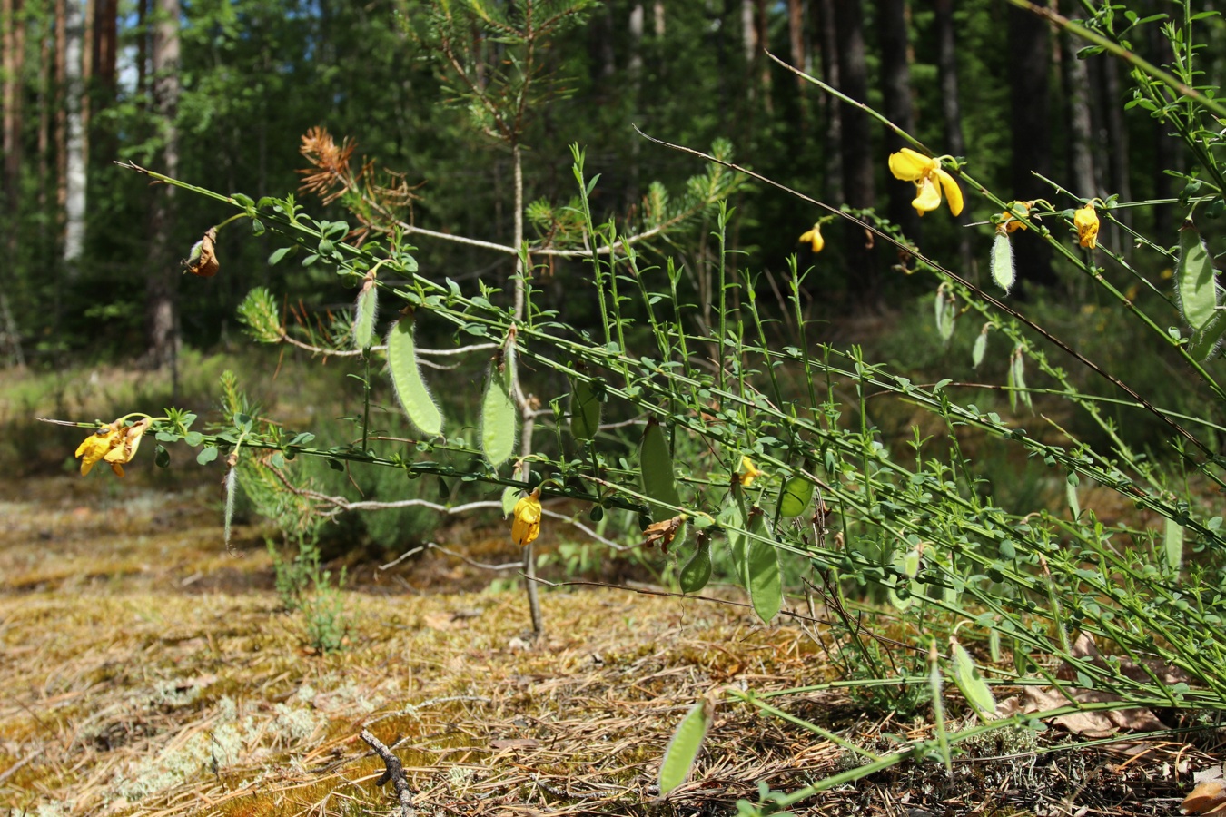 Изображение особи Sarothamnus scoparius.