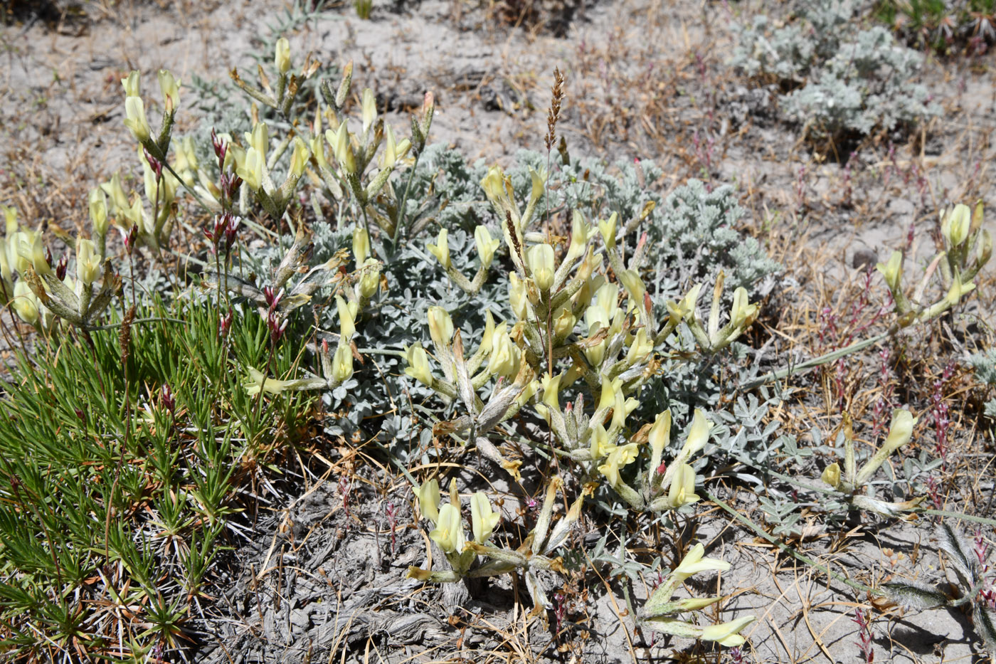 Изображение особи род Astragalus.