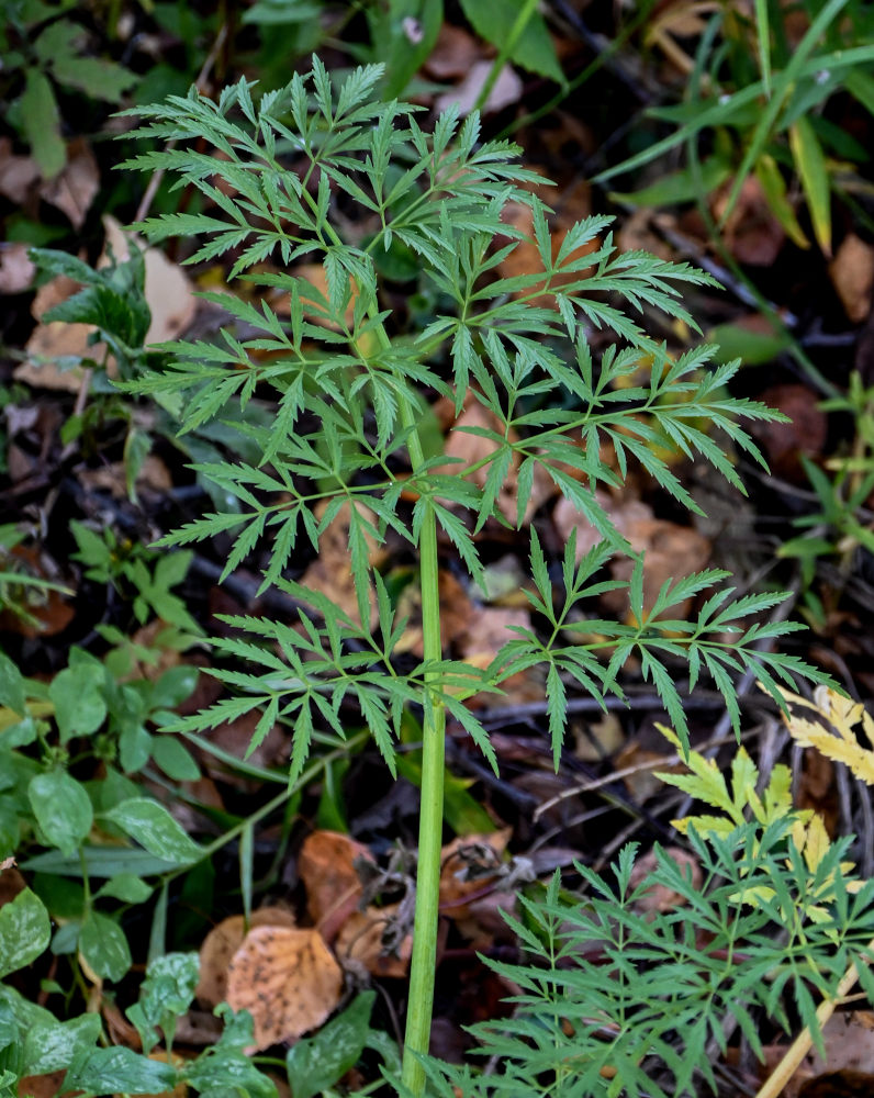 Image of Cicuta virosa specimen.