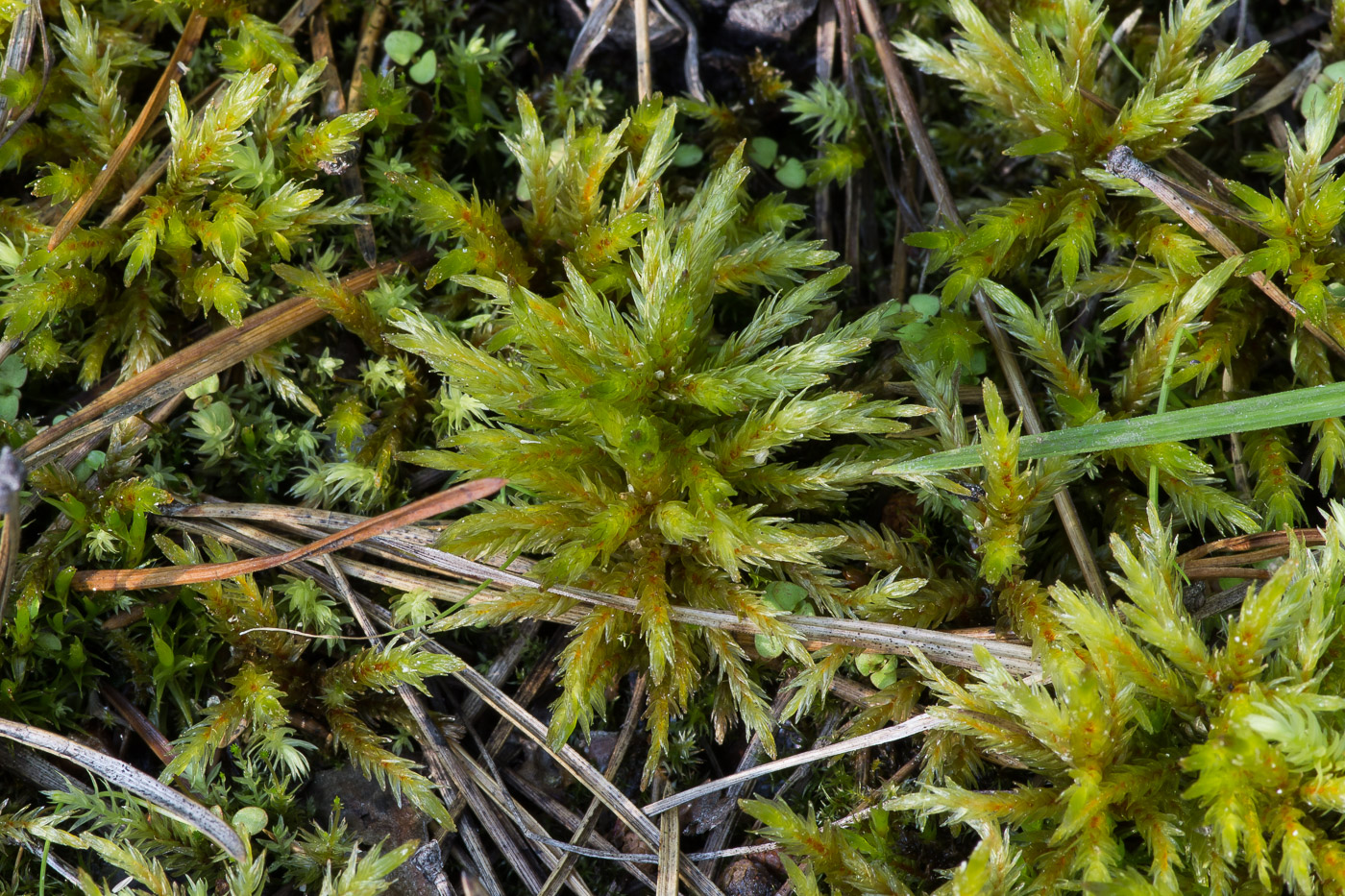 Изображение особи Climacium dendroides.