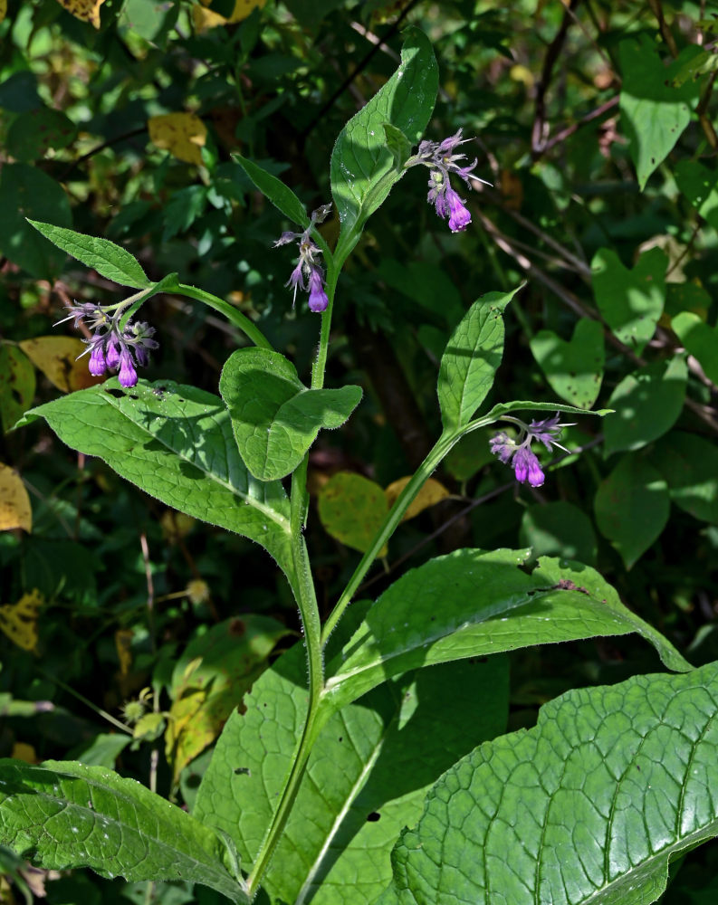 Image of Symphytum officinale specimen.