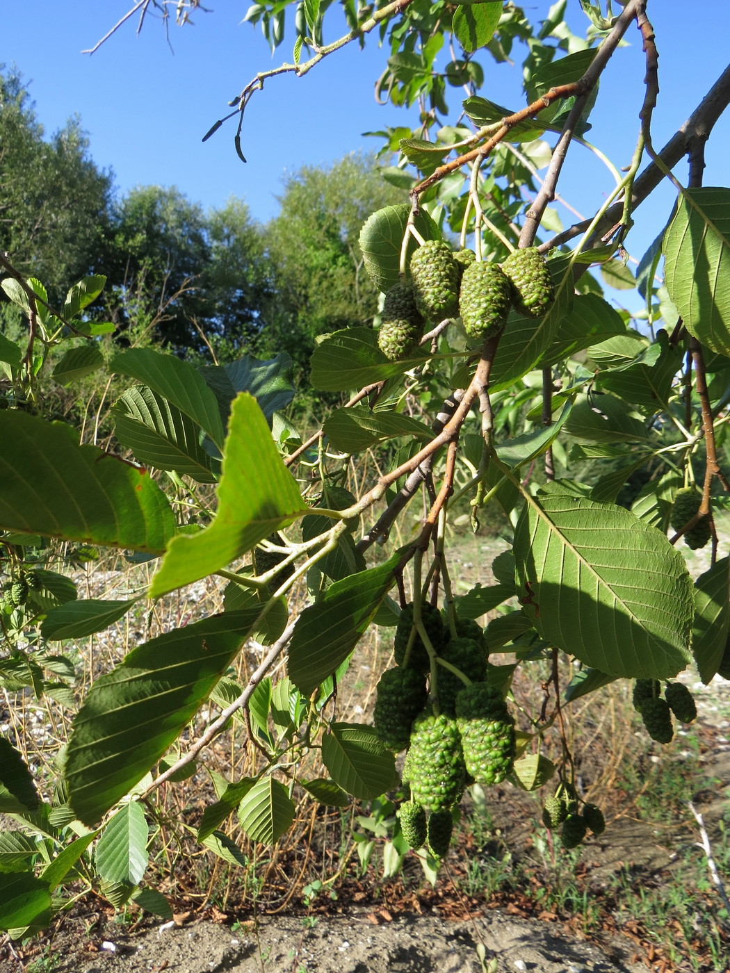 Изображение особи Alnus barbata.