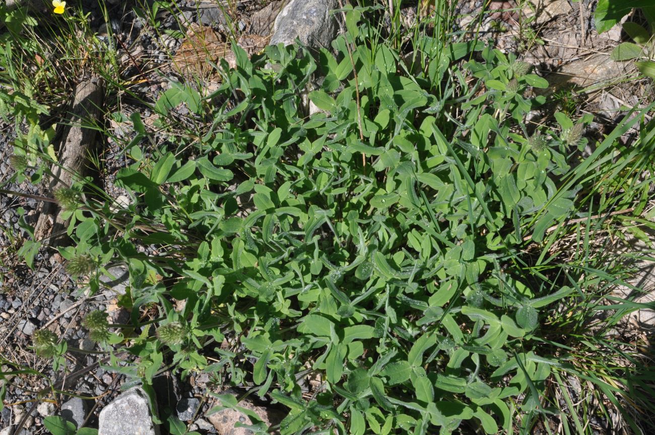 Изображение особи семейство Fabaceae.