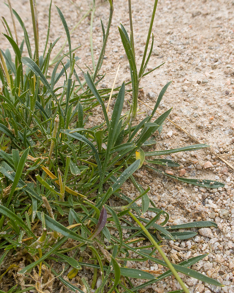 Image of Silene saxatilis specimen.