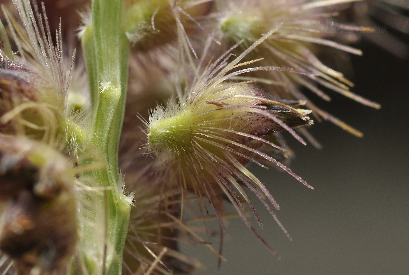 Изображение особи Cenchrus echinatus.