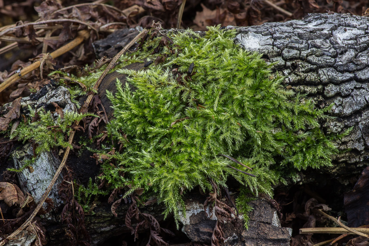 Изображение особи семейство Brachytheciaceae.