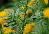 Tagetes erecta