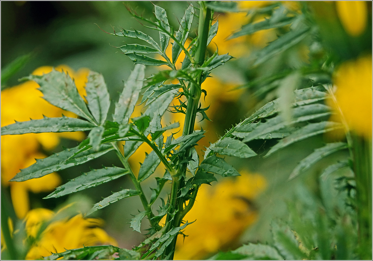 Image of Tagetes erecta specimen.