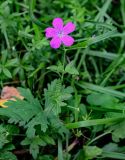 Geranium palustre