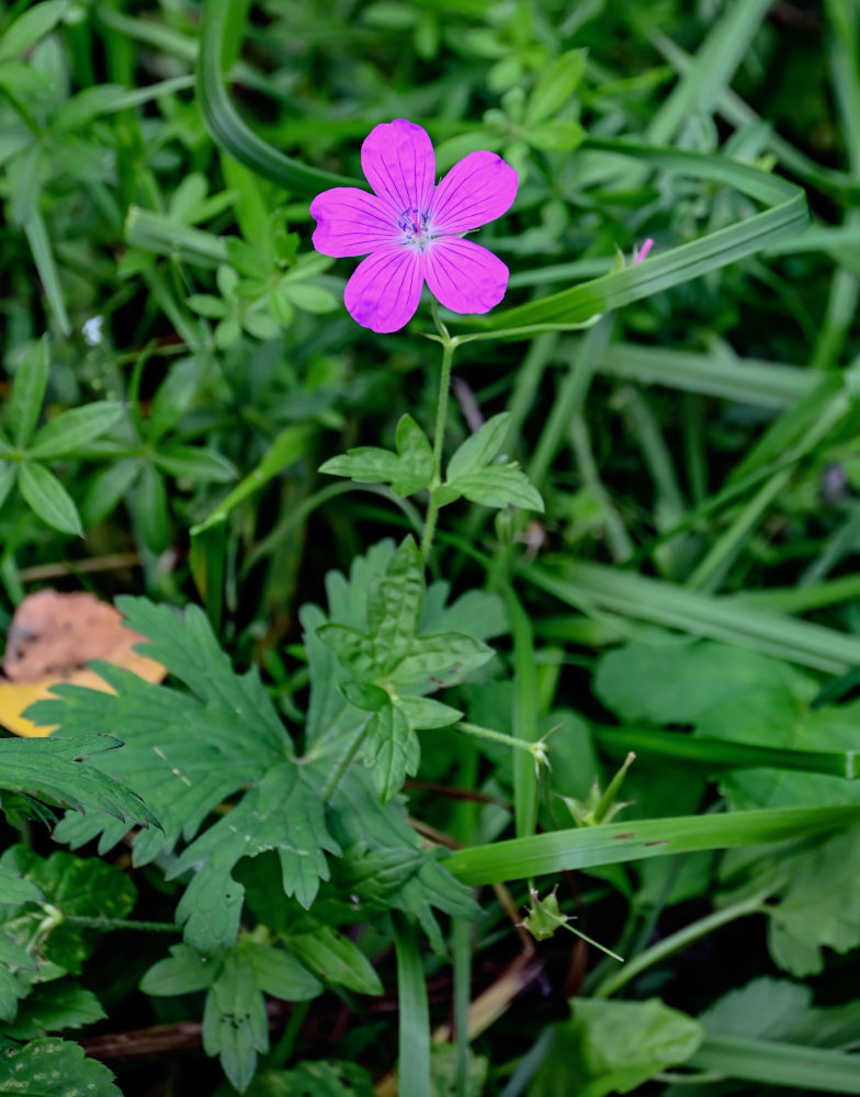 Изображение особи Geranium palustre.