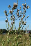 Cirsium arvense. Верхушки плодоносящих растений. Беларусь, Витебская обл., окр. пос. Езерище, выкашиваемый суходольный луг. 14.07.2024.