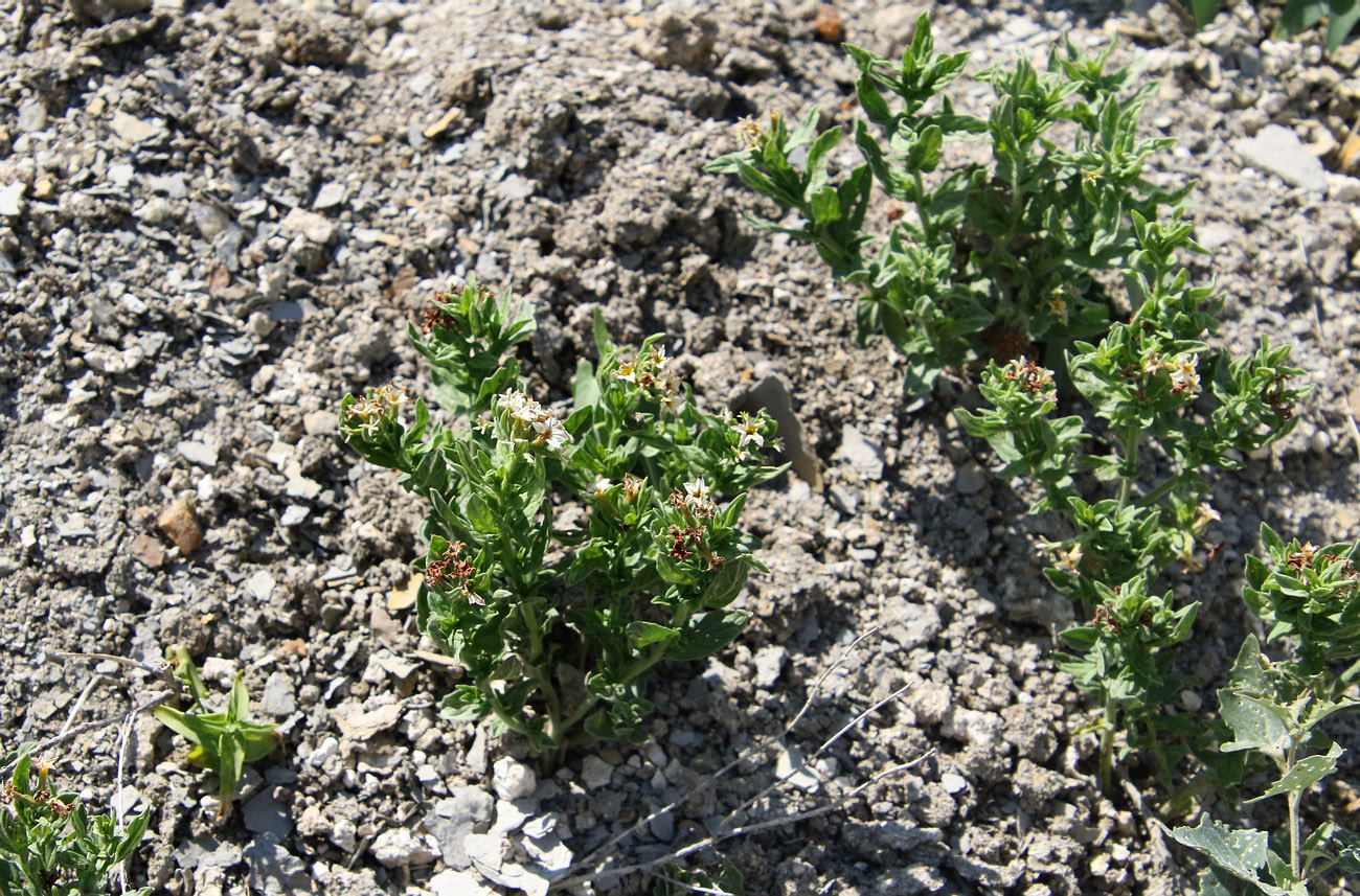 Image of Argusia sibirica specimen.