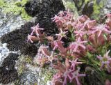 Silene lerchenfeldiana