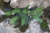 Ceterach officinarum