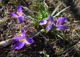genus Crocus