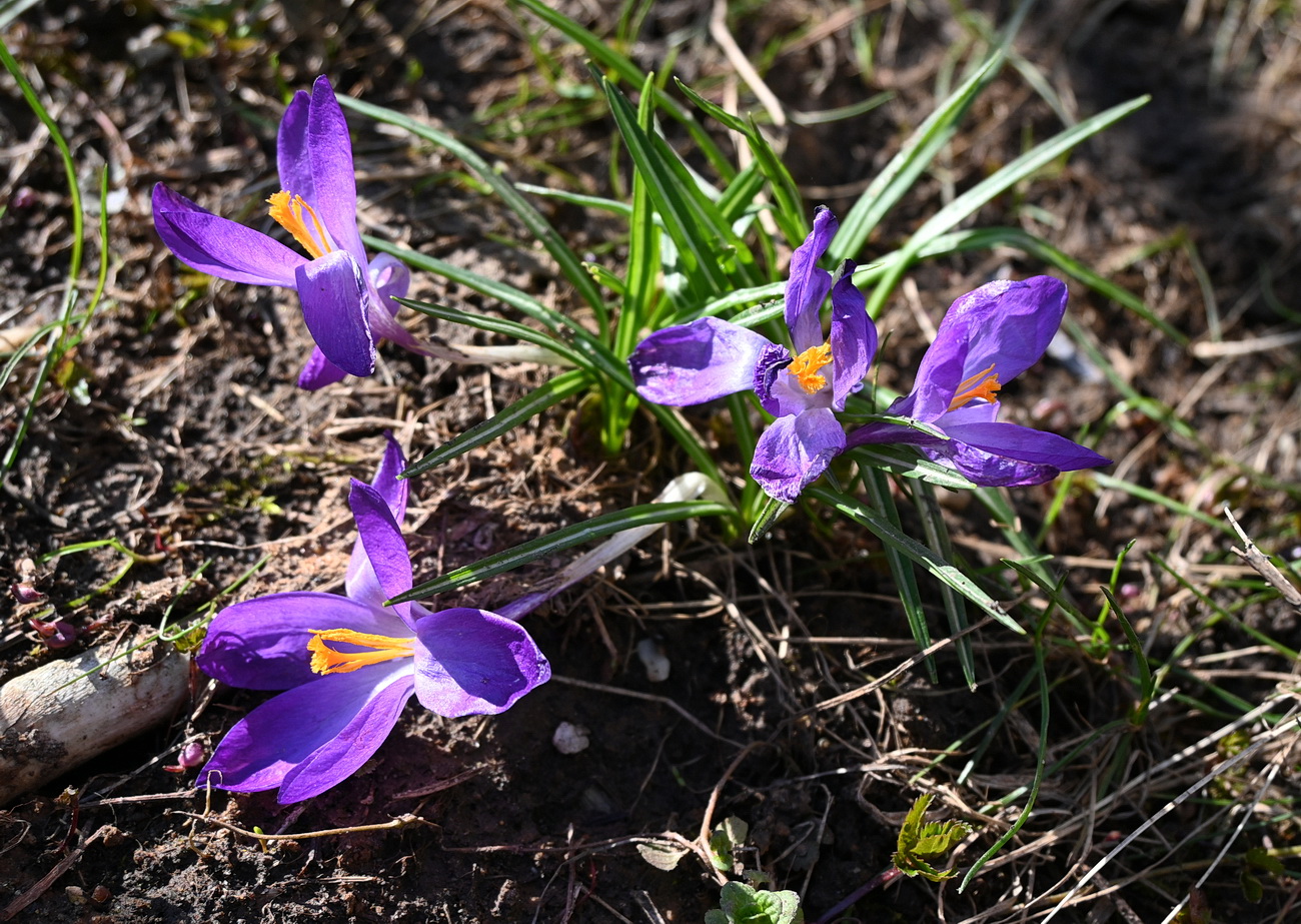 Изображение особи род Crocus.