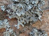 Parmelia sulcata