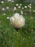 Смотреть изображение Eriophorum brachyantherum