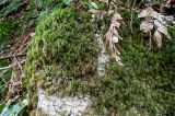 View full-size image Thamnobryum alopecurum