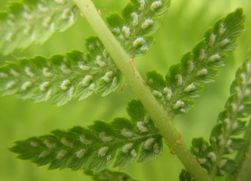 Image of Athyrium filix-femina specimen.