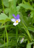 View full-size image Viola tricolor
