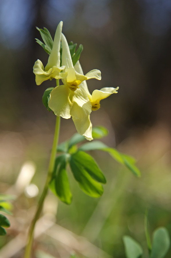 Изображение особи Corydalis bracteata.