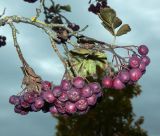 View full-size image × Crataegosorbus miczurinii