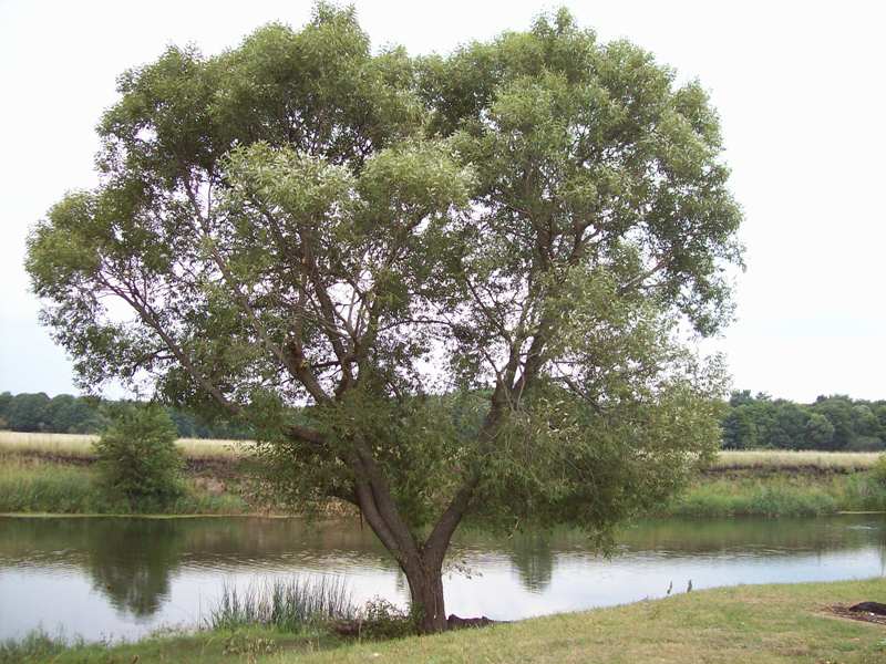 Деревья курской области названия и фото