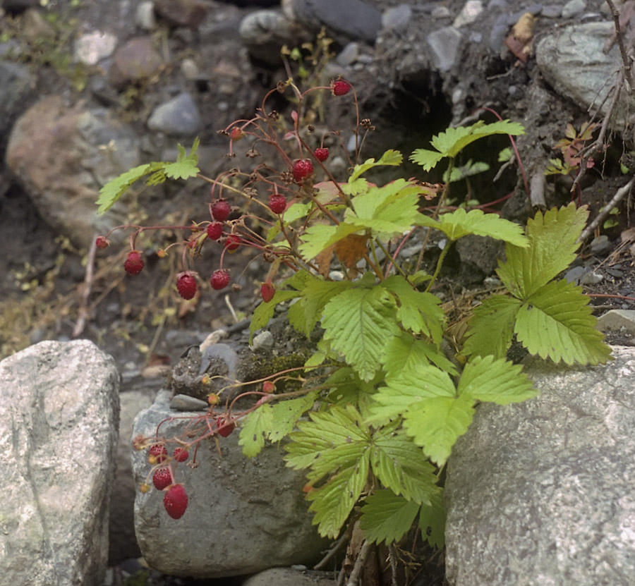 Изображение особи Fragaria vesca.