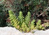 View full-size image Origanum onites
