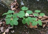 View full-size image Atragene koreana