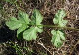 род Heracleum. Верхушка побега. Кольский п-ов, пгт. Росляково, насыпная площадка на берегу Кольского залива. 30.05.2011.