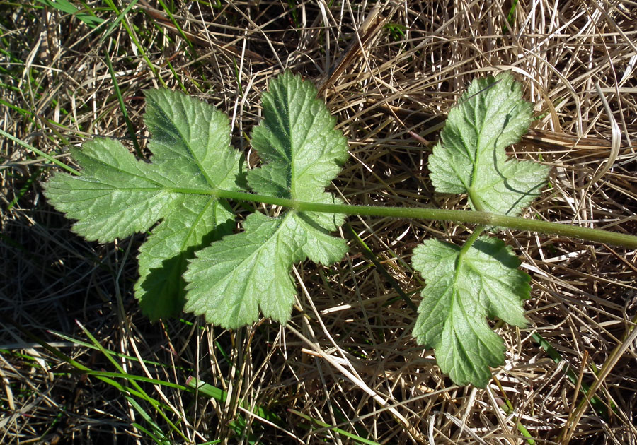 Image of genus Heracleum specimen.