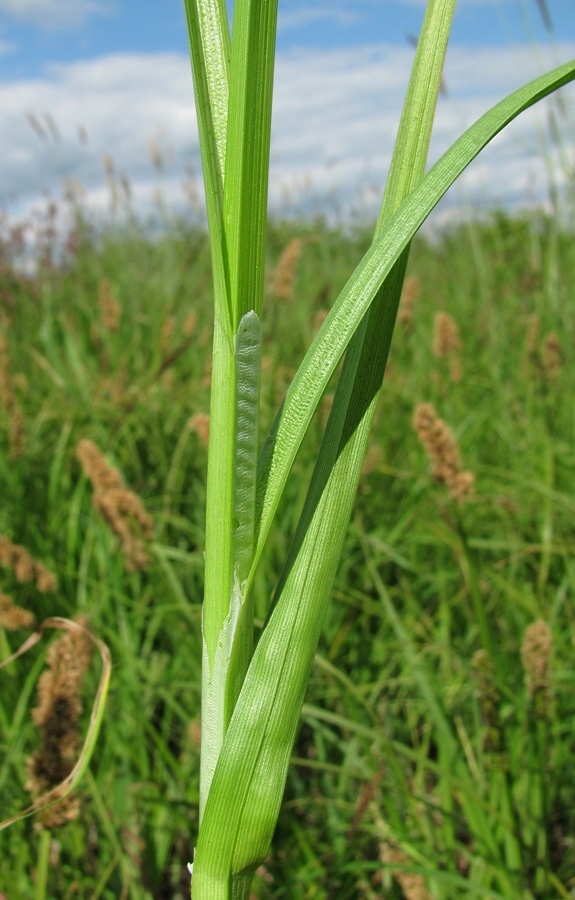 Image of Carex vulpina specimen.