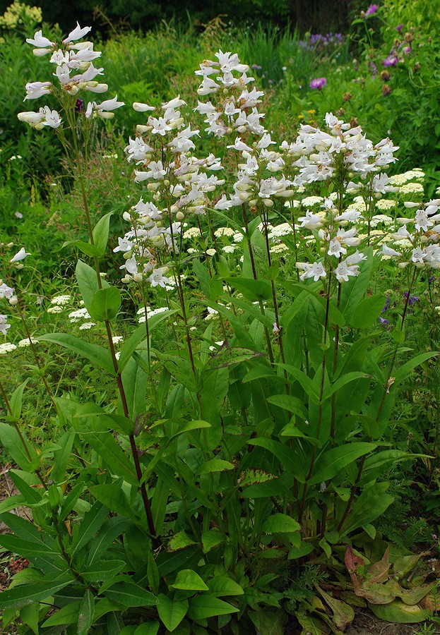 Изображение особи Penstemon cobaea.