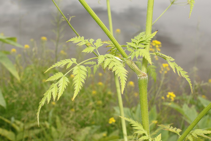 Image of Anthriscus sylvestris specimen.