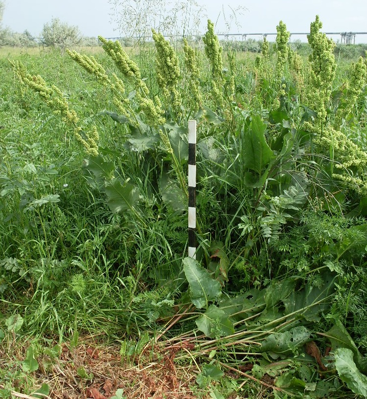 Image of Rumex confertus specimen.