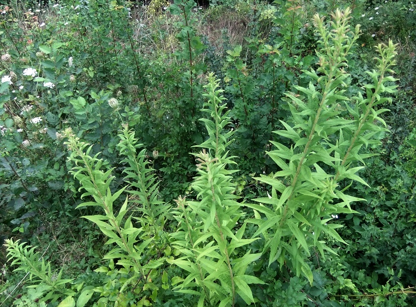 Image of genus Oenothera specimen.