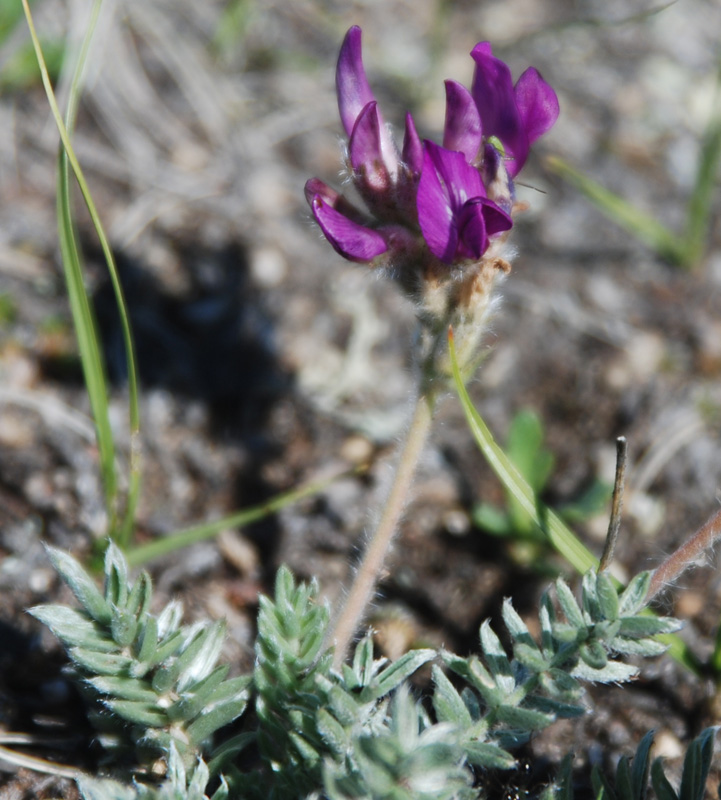 Изображение особи Oxytropis turczaninovii.