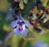 Glechoma hederacea. Цветок. Московская обл., Раменский р-н, Хрипань, дачный участок. 02.05.2007.