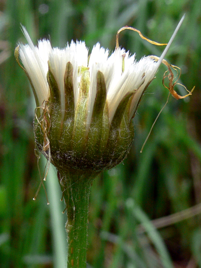 Image of Tussilago farfara specimen.